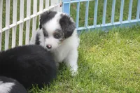 Axel, a male Toy Australian Shepherd for sale in Ionia, IA – 3 of 9