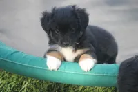 Bear, a male Toy Australian Shepherd for sale in Ionia, IA – 1 of 4
