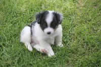Abbey, a female Toy Australian Shepherd for sale in Ionia, IA – 6 of 8