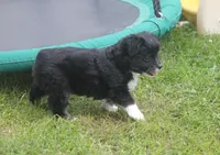 Angus, a male Miniature Australian Shepherd for sale in Ionia, IA – 3 of 7