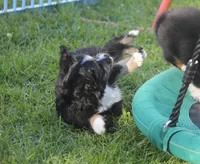 Bowser, a male Miniature Australian Shepherd for sale in Ionia, IA – 3 of 4