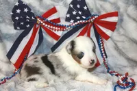Arlo, a male Toy Australian Shepherd for sale in Ionia, IA – 6 of 6