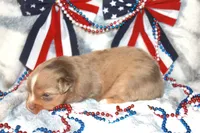 Astro, a male Toy Australian Shepherd for sale in Ionia, IA – 9 of 9