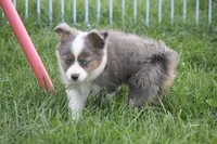 Missouri, a male Toy Australian Shepherd for sale in Ionia, IA – 3 of 6