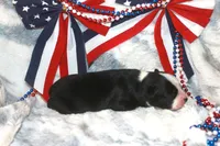 Koda, a male Miniature Australian Shepherd for sale in Ionia, IA – 3 of 4