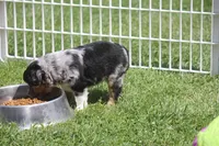 Bentley, a male Miniature Australian Shepherd for sale in Ionia, IA – 3 of 8