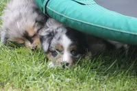 Bentley, a male Miniature Australian Shepherd for sale in Ionia, IA – 6 of 8