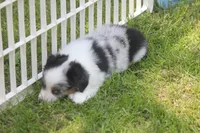 Axel, a male Toy Australian Shepherd for sale in Ionia, IA – 4 of 9