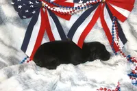 Pepper, a female Miniature Australian Shepherd for sale in Ionia, IA – 2 of 3