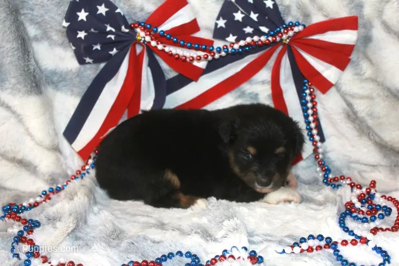 Ace – Toy Australian Shepherd puppy for sale in Ionia, IA