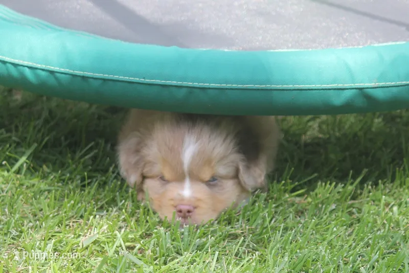Astro – Toy Australian Shepherd puppy for sale in Ionia, IA