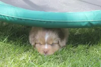 Astro, a male Toy Australian Shepherd for sale in Ionia, IA – 1 of 9