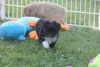 Angus, a male Miniature Australian Shepherd for sale in Ionia, IA – 2 of 7