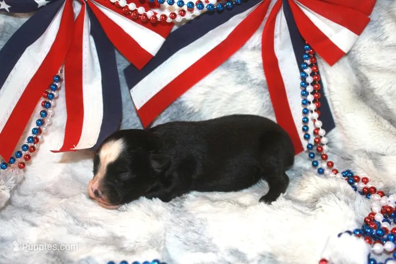 Diesel – Miniature Australian Shepherd puppy for sale in Ionia, IA