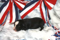 Diesel, a male Miniature Australian Shepherd for sale in Ionia, IA – 1 of 3