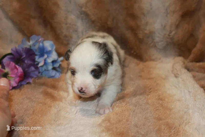 Ryder – Toy Australian Shepherd puppy for sale in Ionia, IA