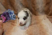 Ryder, a male Toy Australian Shepherd for sale in Ionia, IA – 1 of 3
