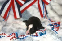 Diesel, a male Miniature Australian Shepherd for sale in Ionia, IA – 2 of 3