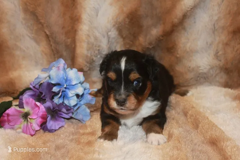 Bandit – Toy Australian Shepherd puppy for sale in Ionia, IA