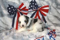 Arlo, a male Toy Australian Shepherd for sale in Ionia, IA – 2 of 6