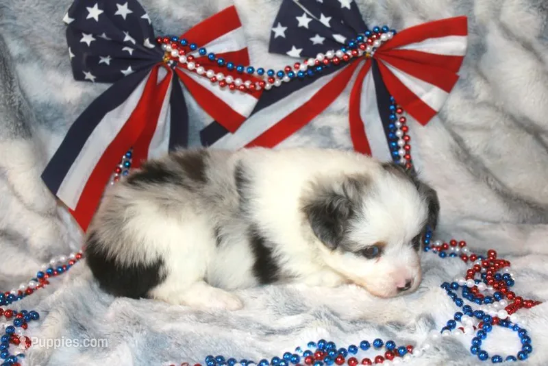Ryder – Toy Australian Shepherd puppy on hold in Ionia, IA