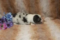 Axel, a male Toy Australian Shepherd for sale in Ionia, IA – 2 of 3