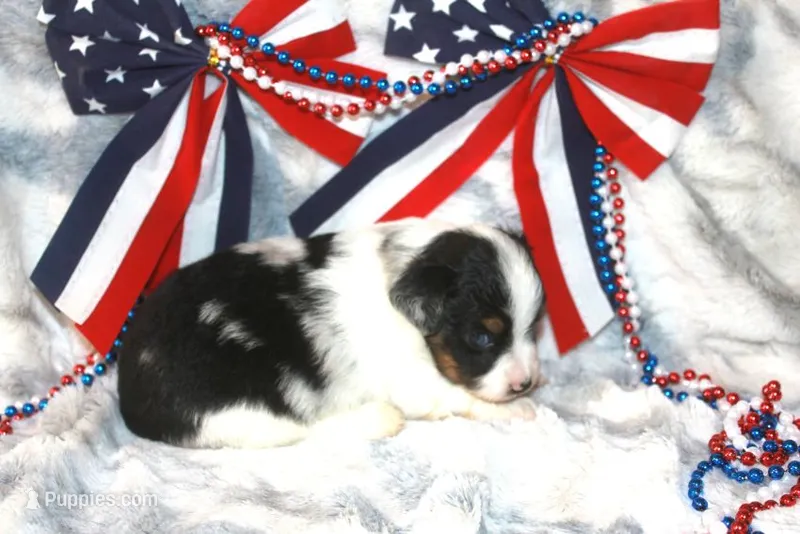 Abbey – Toy Australian Shepherd puppy for sale in Ionia, IA