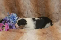 Abbey, a female Toy Australian Shepherd for sale in Ionia, IA – 2 of 3