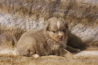 Astro, a male Toy Australian Shepherd for sale in Ionia, IA – 6 of 9