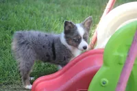 Missouri, a male Toy Australian Shepherd for sale in Ionia, IA – 2 of 6