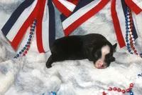 Diesel, a male Miniature Australian Shepherd for sale in Ionia, IA – 3 of 3