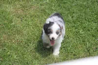 Axel, a male Toy Australian Shepherd for sale in Ionia, IA – 7 of 9