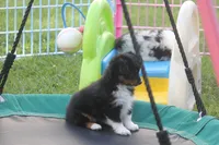 Bolt, a male Toy Australian Shepherd for sale in Ionia, IA – 1 of 8
