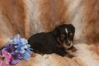 Bandit, a male Toy Australian Shepherd for sale in Ionia, IA – 2 of 3