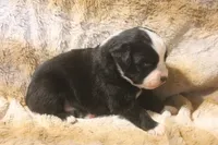 Koda, a male Miniature Australian Shepherd for sale in Ionia, IA – 3 of 7