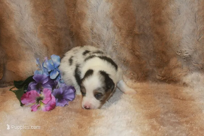 Axel – Toy Australian Shepherd puppy for sale in Ionia, IA