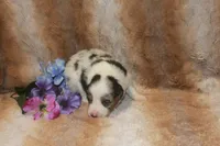Axel, a male Toy Australian Shepherd for sale in Ionia, IA – 1 of 3
