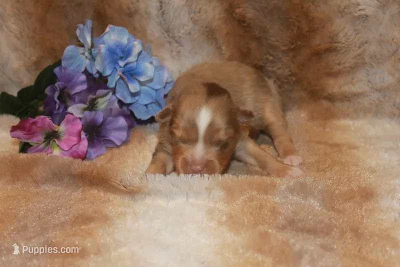 Astro – Toy Australian Shepherd puppy for sale in Ionia, IA