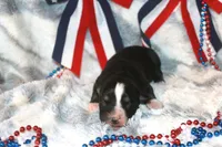 Pepper, a female Miniature Australian Shepherd for sale in Ionia, IA – 3 of 3