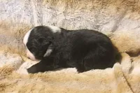 Koda, a male Miniature Australian Shepherd for sale in Ionia, IA – 2 of 7
