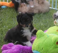 Bolt, a male Toy Australian Shepherd for sale in Ionia, IA – 4 of 8