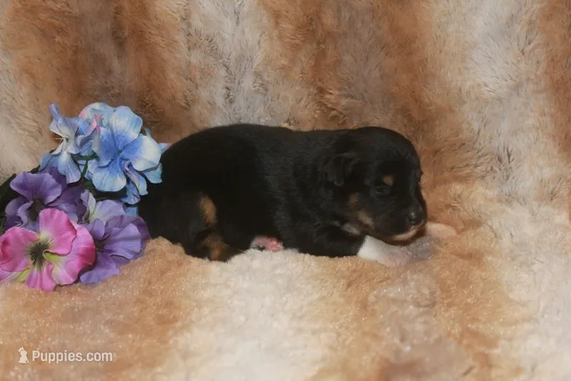 Ace – Toy Australian Shepherd puppy for sale in Ionia, IA