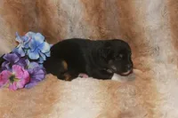 Ace, a male Toy Australian Shepherd for sale in Ionia, IA – 1 of 3