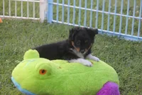 Bolt, a male Toy Australian Shepherd for sale in Ionia, IA – 3 of 8