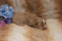 Astro, a male Toy Australian Shepherd for sale in Ionia, IA – 2 of 3
