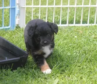 Bear, a male Toy Australian Shepherd for sale in Ionia, IA – 2 of 4