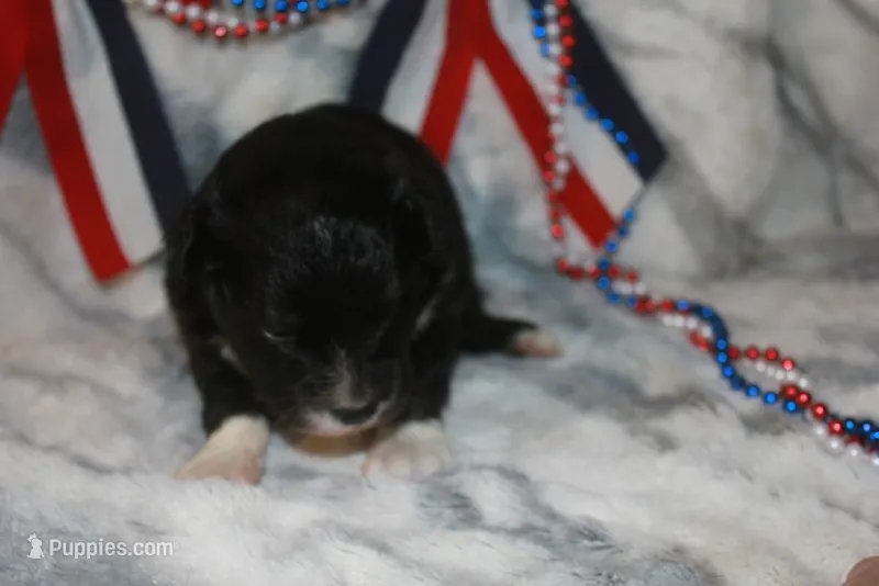 Angus – Miniature Australian Shepherd puppy for sale in Ionia, IA