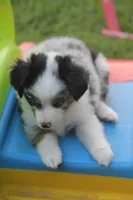 Axel, a male Toy Australian Shepherd for sale in Ionia, IA – 1 of 9