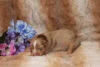 Astro, a male Toy Australian Shepherd for sale in Ionia, IA – 3 of 3