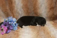Angus, a male Miniature Australian Shepherd for sale in Ionia, IA – 2 of 3